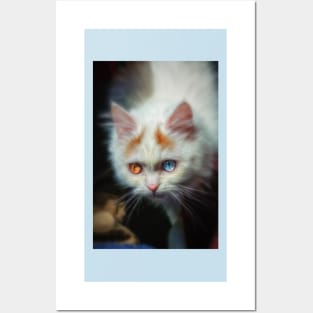 Odd-Eyed Persian Kitten Posters and Art